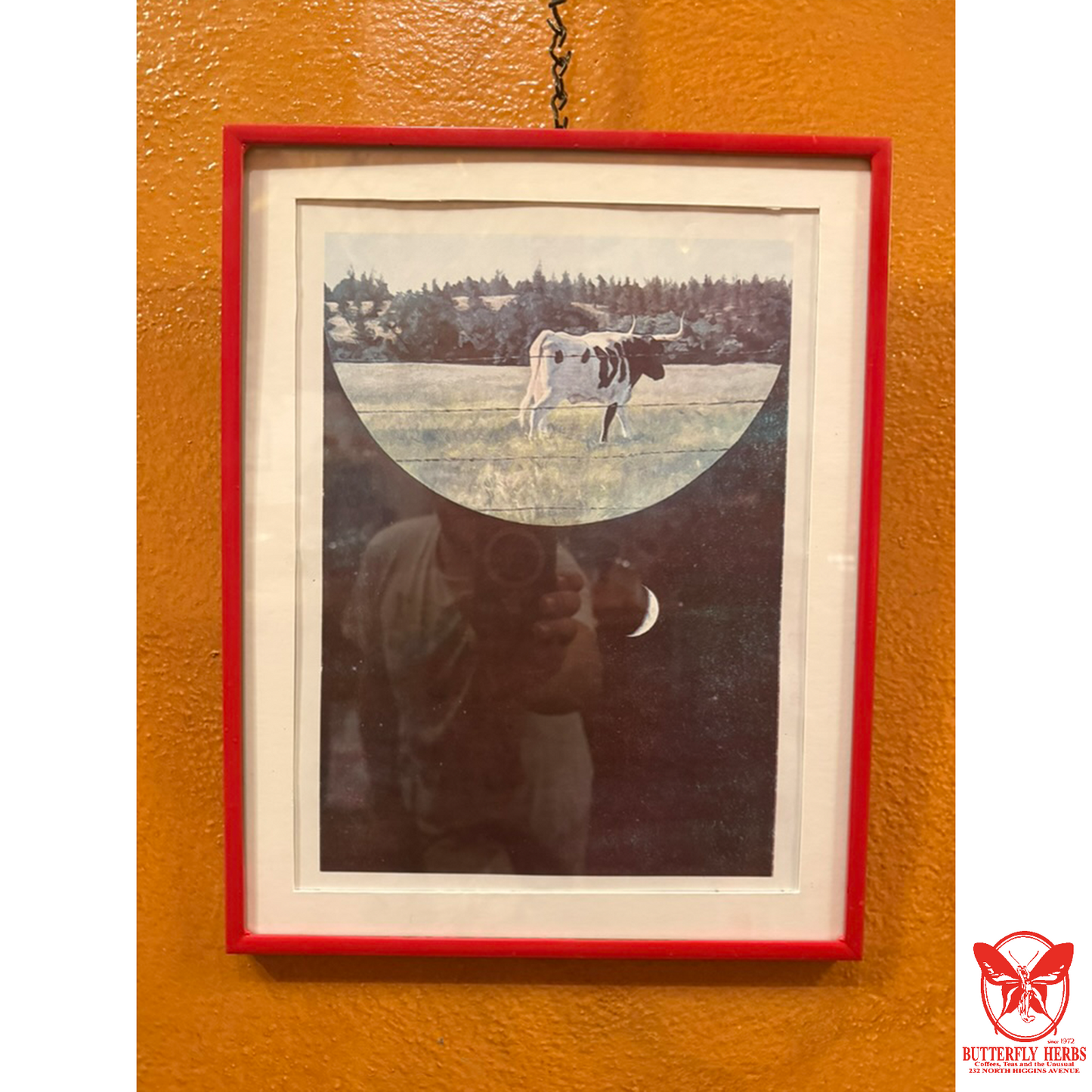 Cow Returning Riso Print