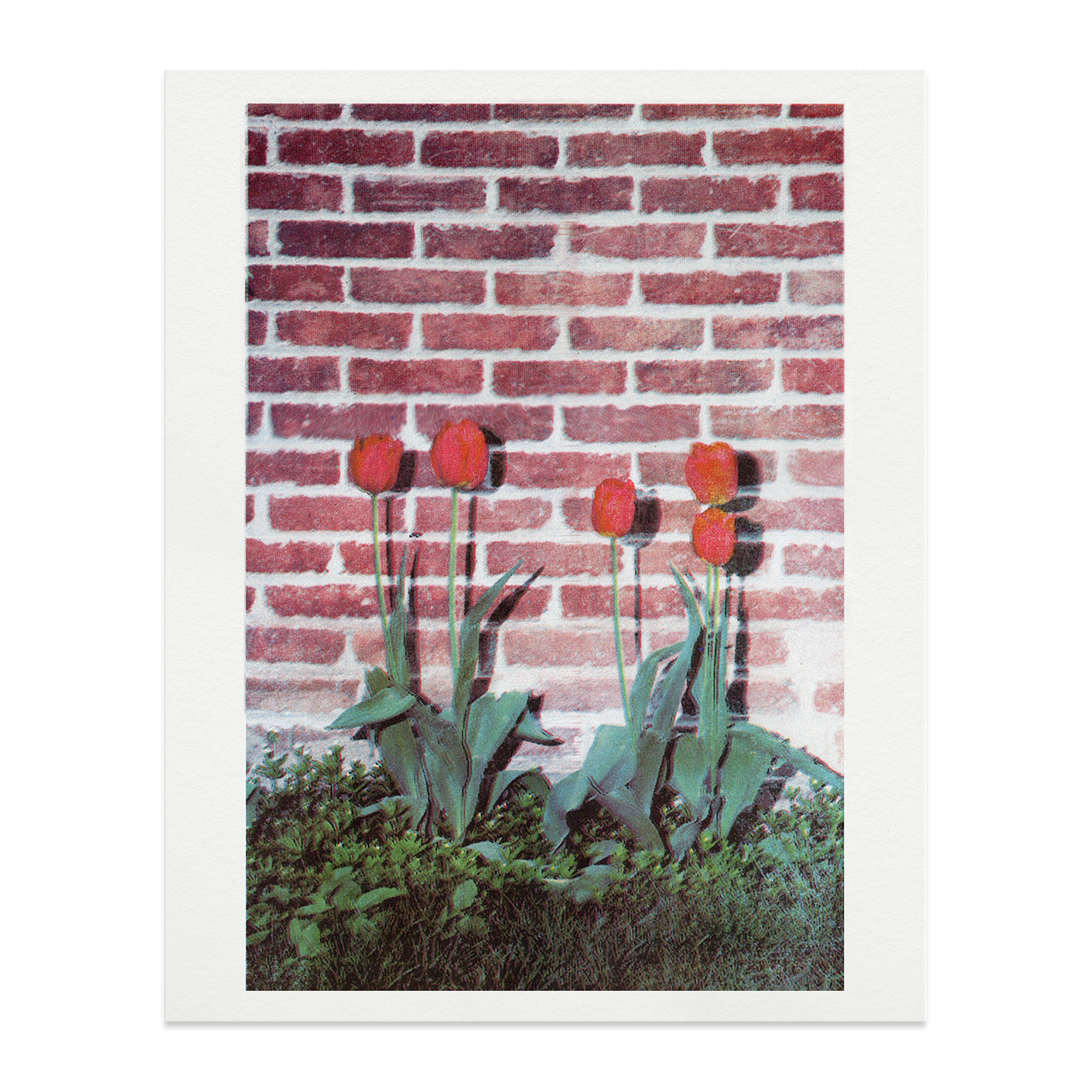 Tulips Riso Print